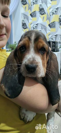 Щенки бассет хаунд