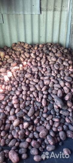 Продам картофель