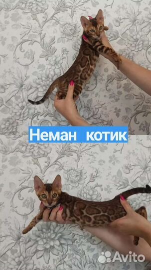 Бенгальский котёнок
