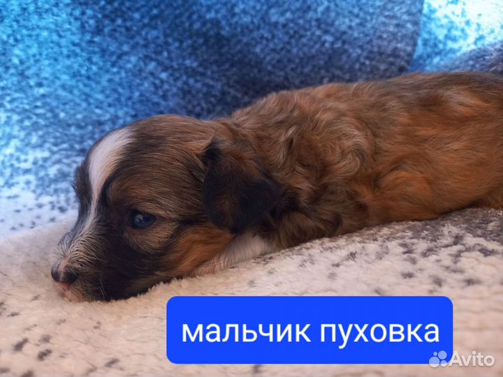 Китайская хохлатая