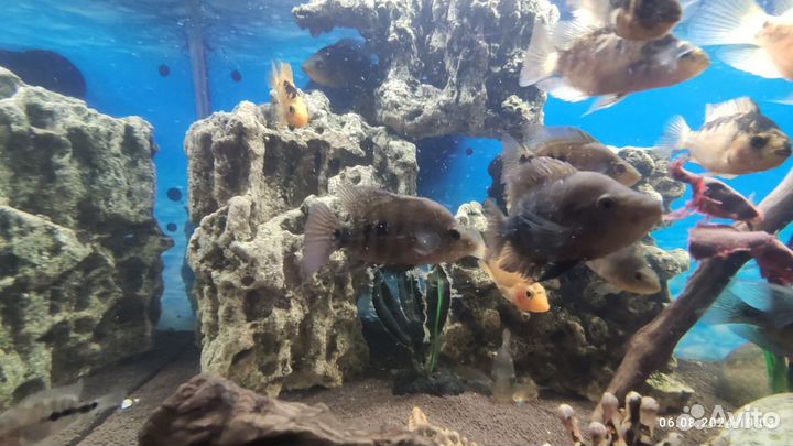 Мальки Лабиатума 4-6см вырастают до 30 см