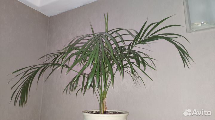 Хризалидокарпус