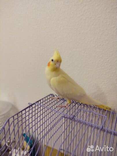 Попугай корелла девочка