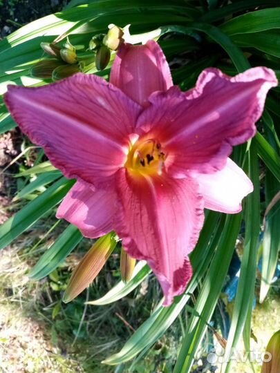 Бузульник, флокс, лилейник