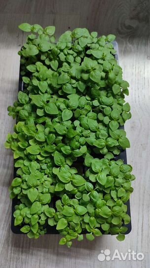 Базилик лимонный