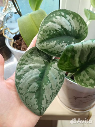 Сциндапсус экзотика