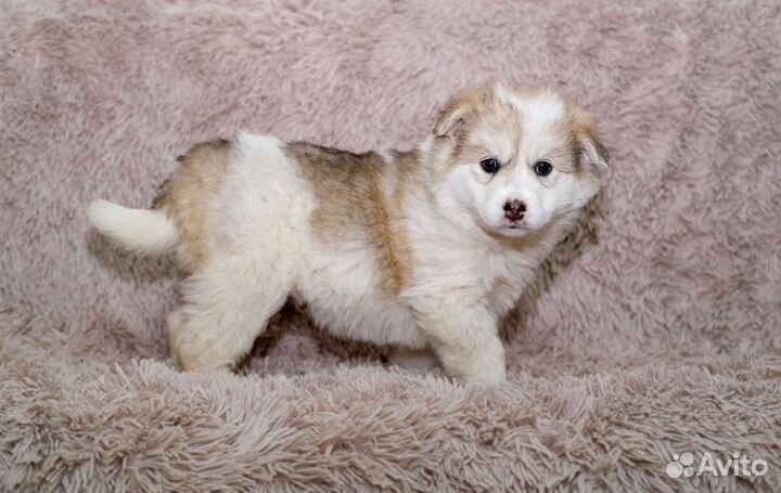 Щенки бордер колли метис