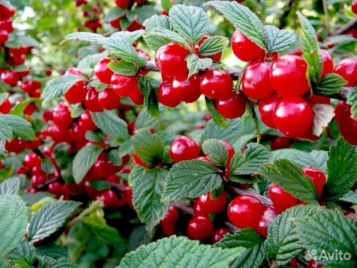 Саженцы войлочной вишни