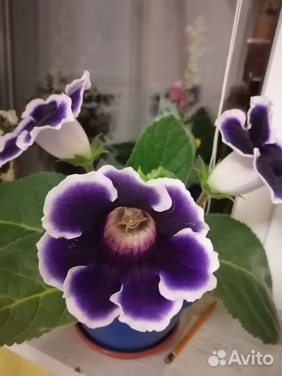 Листья глоксиний