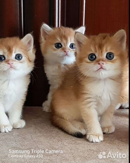 Золотые британские котята