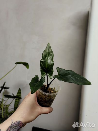 Алоказия лаутербахиана