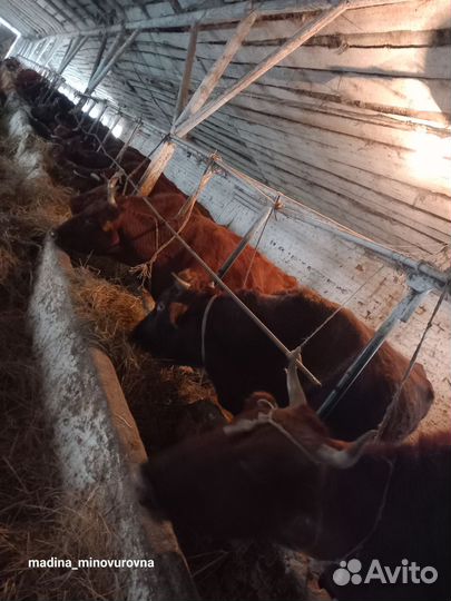 Телята мясо-молочные красностепнные