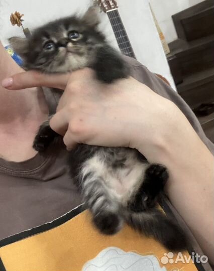 Котенок