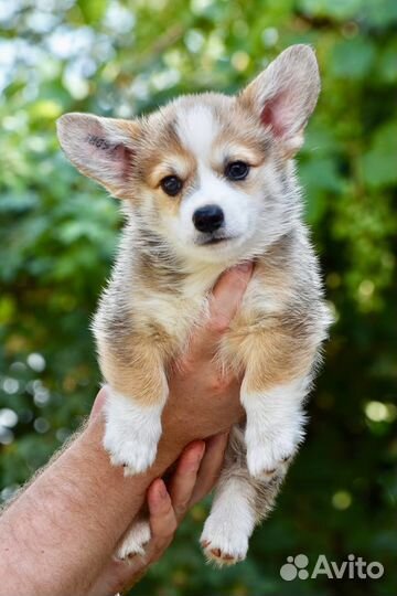 Вельш корги пемброк