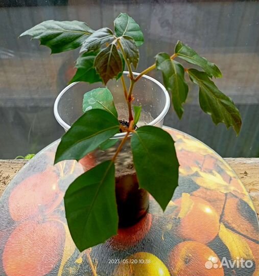 Циссус березка