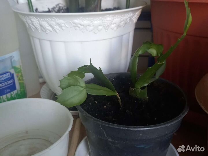 Замиокулькас