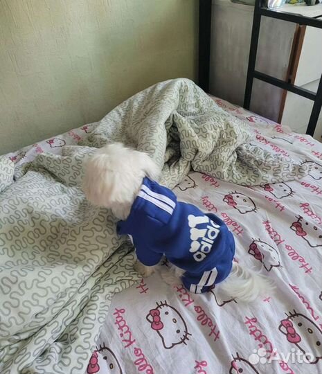 Костюм для маленькой собаки