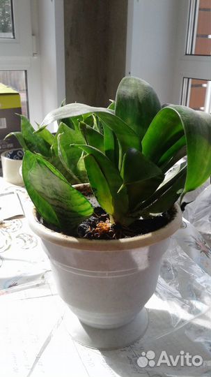 Цветок Сансевиерия Ханни (тещин язык, щучий хвост)