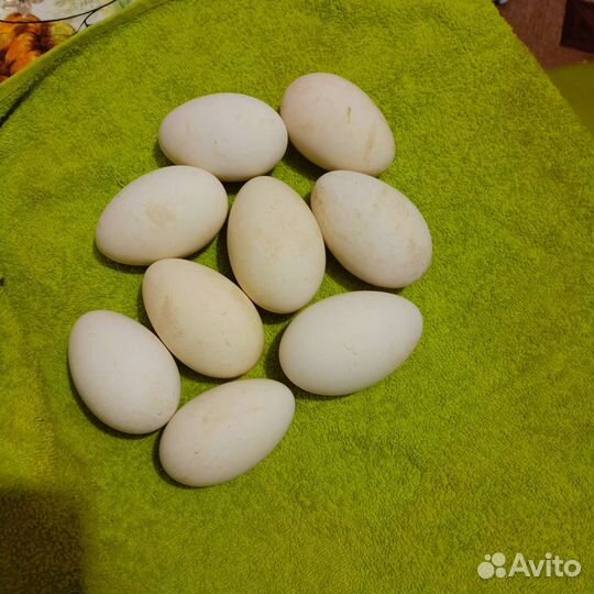 Домашние гусиные яйца цена за 1 штук