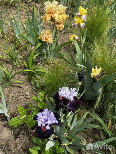 Ирис, хоста, гейхера