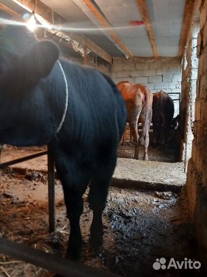 Бычки и быки, бычки на откорм