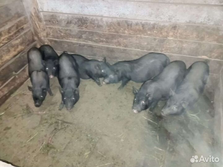 Вьетнамск вислобрюхий поросенок