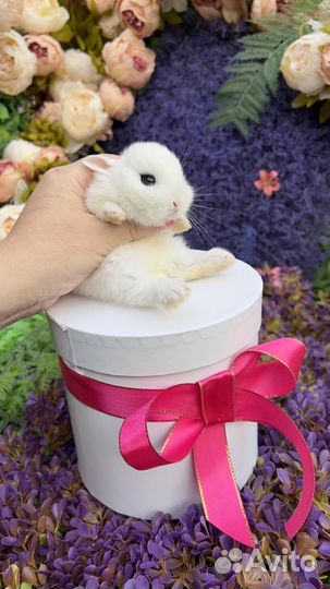 Кролики декоративные