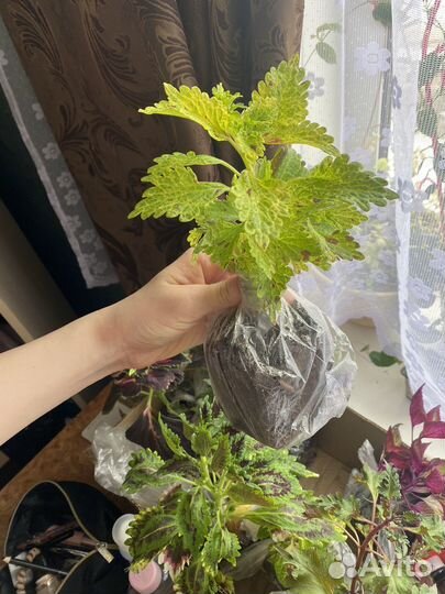 Рассада Колеус