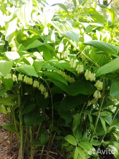 Бересклеты, Бузина,Флоксы,Герань