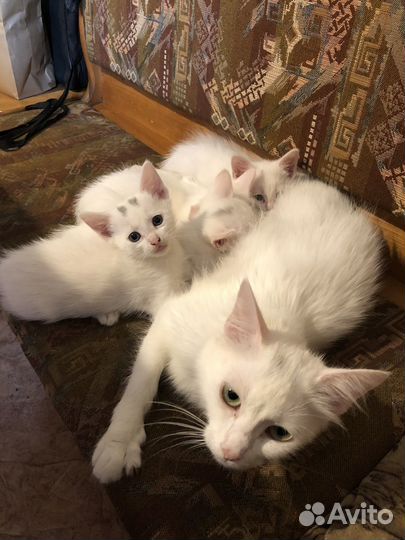 Котята турецкой ангоры