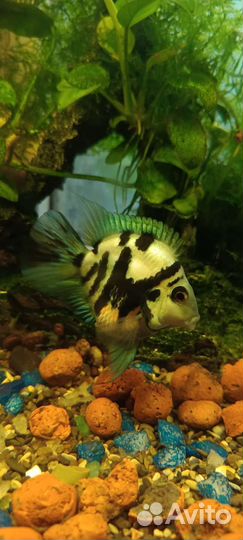 Рыбка сапфировый попугай panda