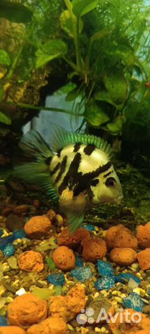 Рыбка сапфировый попугай panda