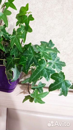 Хедера пестролистная детки, плющ