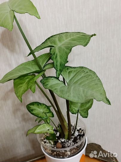 Сингониум Вайт Баттерфляй