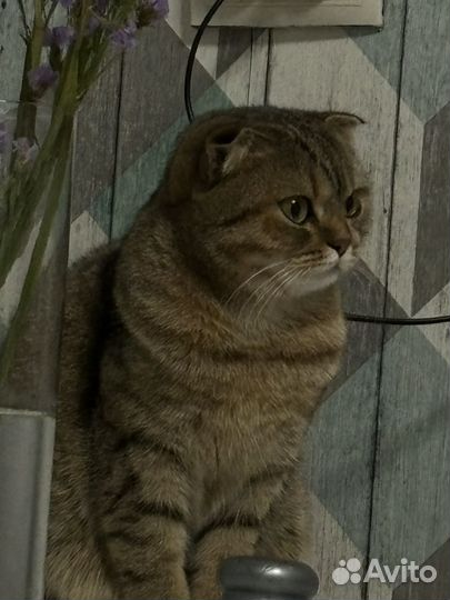 Кошечка ищет жениха