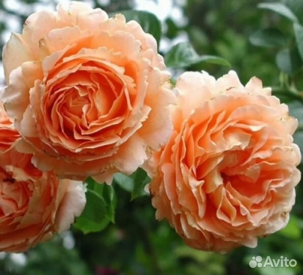 Розы плетистые саженцы