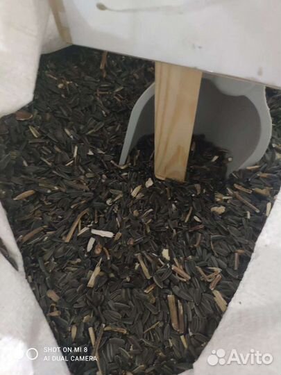 Семечки подсолнечника