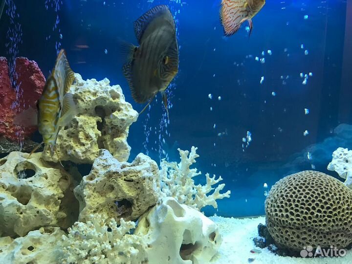 Аквариум