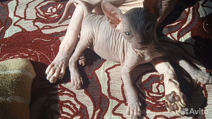 Сфинксята в добрую семью