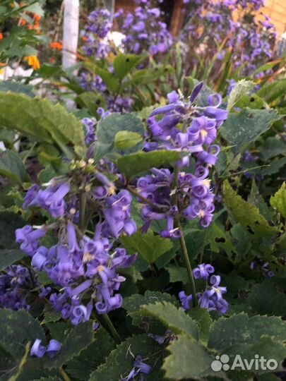 Климатис куставой голубой