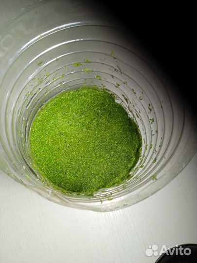 Ряска для аквариума