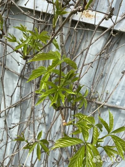 Девичий виноград