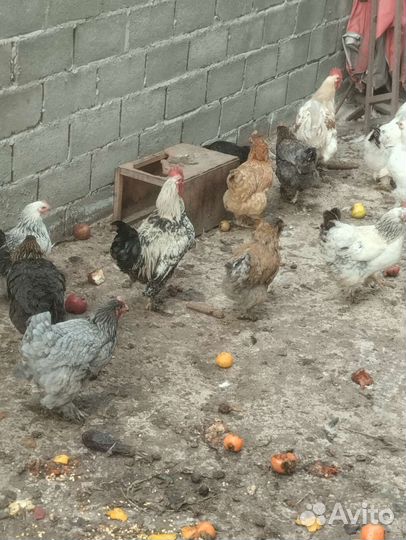 Куры домашние