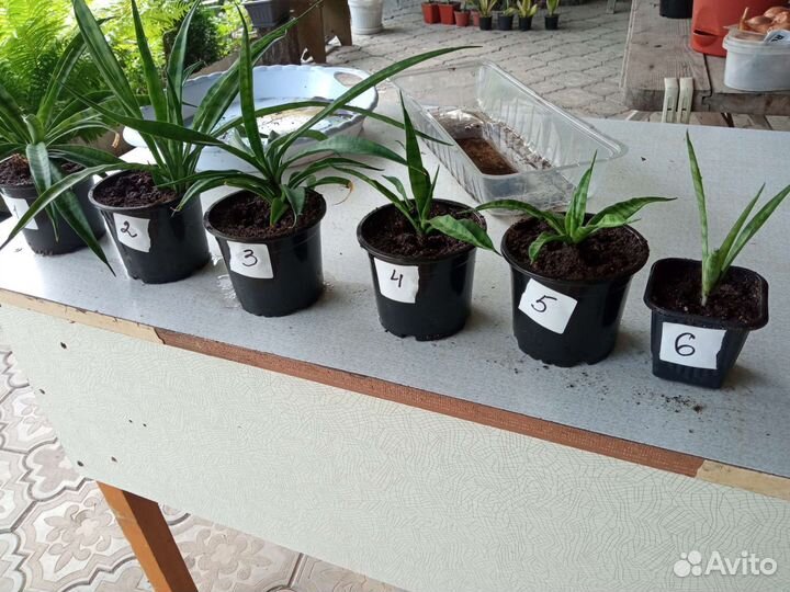 Сансевиерия