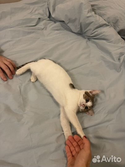 Котёнок в добрые руки