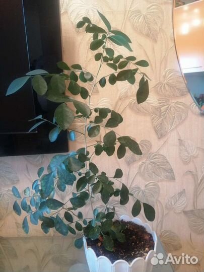 Мурайя, сингониумы