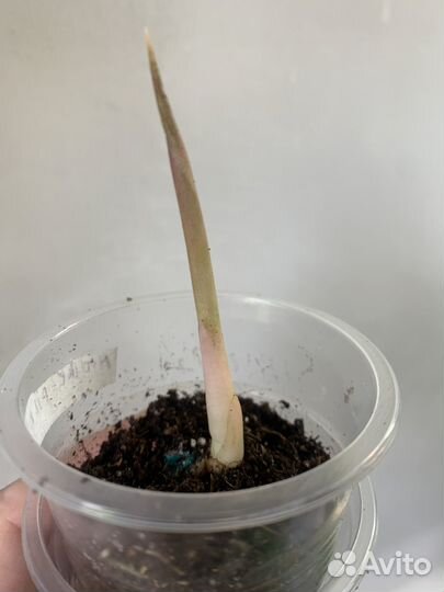 Аглаонема Miracle pink, Миракал пинк