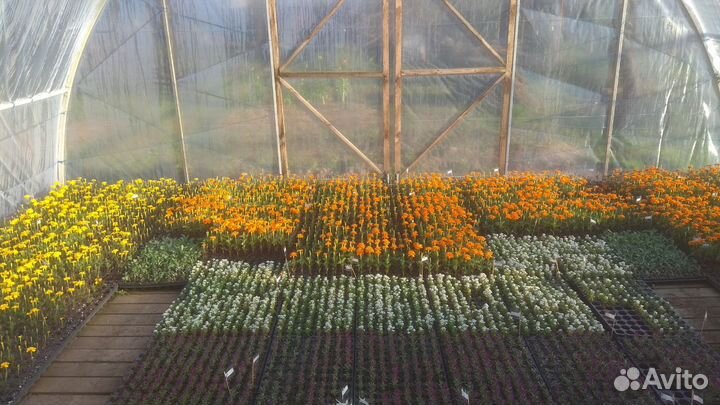 Рассада однолетних цветов