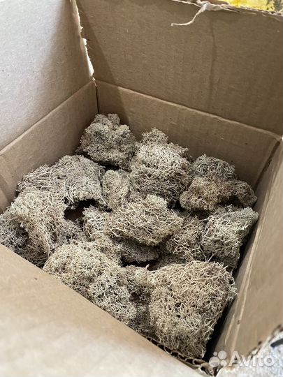 Мох ягель живой (сухой) для улиток, рептилий