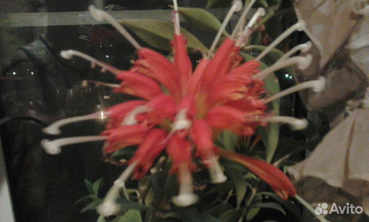 Толстянка,гибискус,фикус,эсхинантус